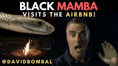 Life can be short! Black Mamba at the Airbnb! Use your time effectively: CCNA | Time Management